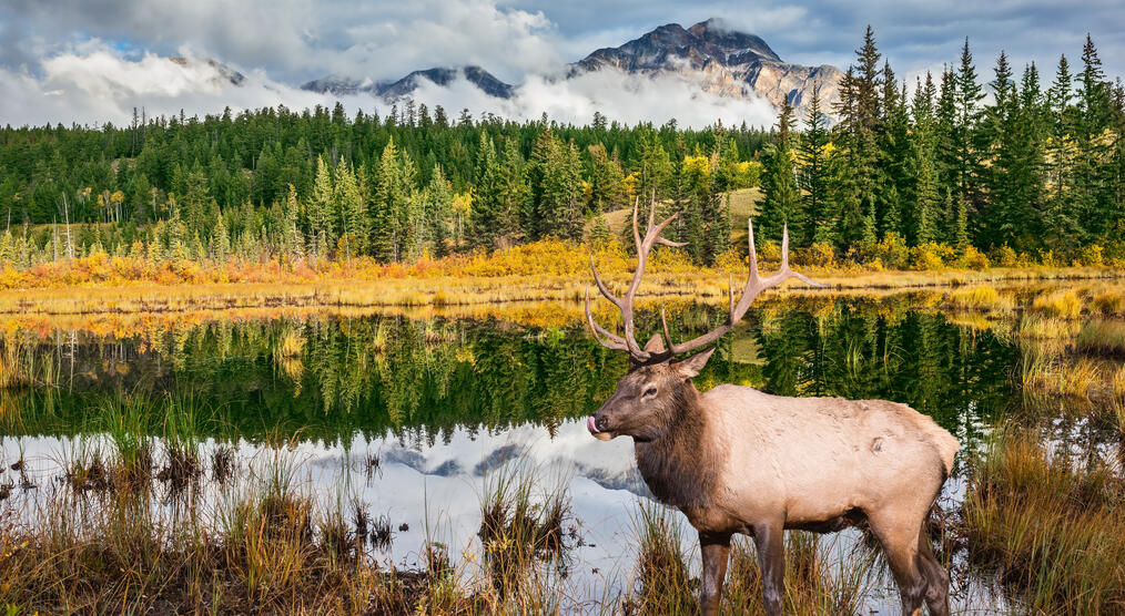 Elch im Jasper National Park 