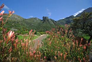 Kirstenbosch 