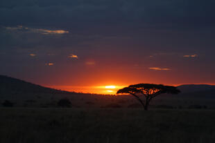 Sonnenuntergang im Serengeti Nationalpark 