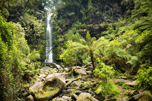 Wasserfälle im Otway Nationalpark