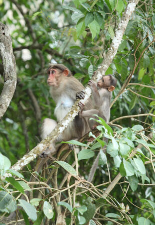 Affen im Periyar Nationalpark