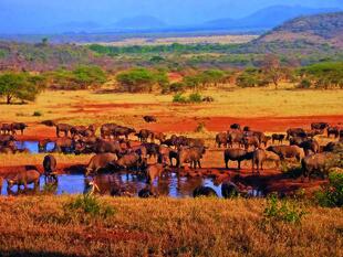 Masai Mara Nationalpark in Kenia