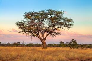 Landschaft des Serengeti Nationalparks 