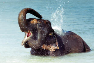 Elefant im Nationalpark