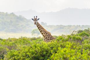 Giraffe im Tarangire Nationalpark 