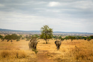 Lake Manyara Nationalpark