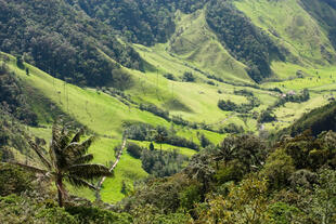 Valle del Cocora