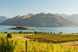 Weinanbau am Lake Wanaka 