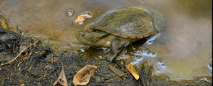 Schildkröte im Nationalpark