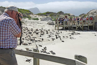 Penguins Boulders 