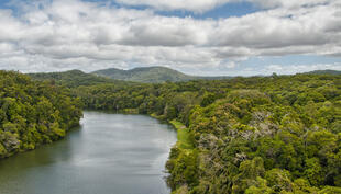 Daintree National Park 