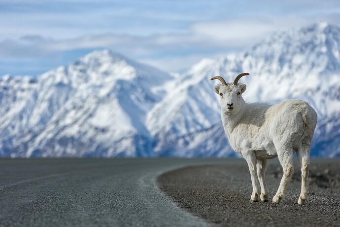 Kluane Nationalpark Dallschaf auf Straße mit Bergen