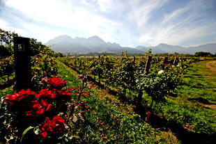 Weinberge der Kapregion