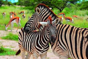 Zebras im Etosha Nationalpark