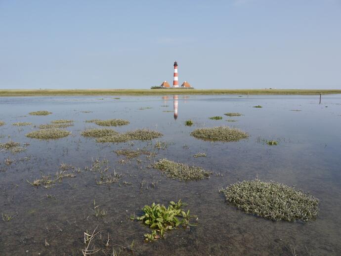 Junge Salzwiese vor Westhever Leuchtturm