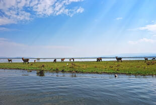 Lake Naivasha