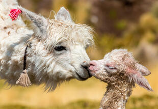 Lama mit Baby