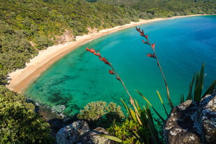 Strand auf Coromandel 