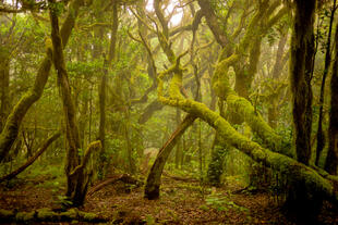 Dichter Regenwald im Garajonay Nationalpark