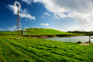 Saftige Wiese auf Phillip Island 