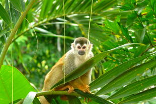 Affe in Manuel Antonio