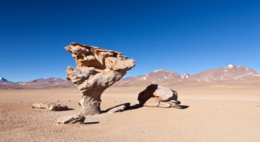 Arbol de Piedra