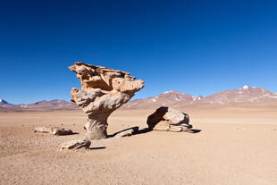 Arbol de Piedra