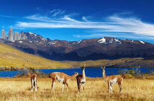 Guanakos im Torres del Paine Nationalpark