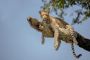 Leopard auf einem Baum im Serengeti Nationalpark 