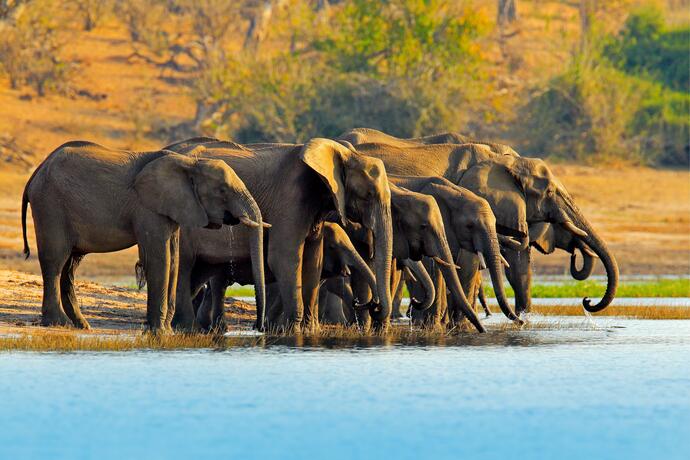 Chobe Nationalpark