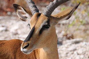 Anthilope im Etosha Nationalspark