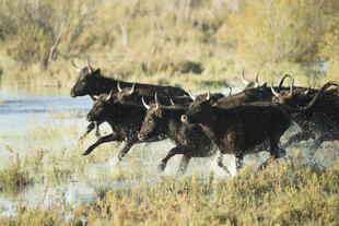 Schwarze Camargue-Stiere