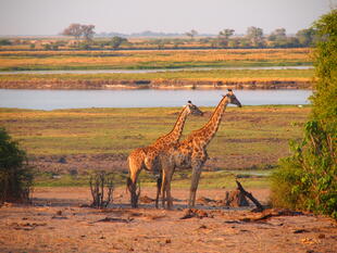 Giraffen im Krüger Nationalpark