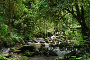 Fluss im Ranomafana Nationalpark