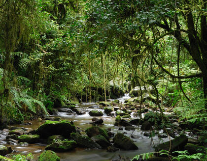 Fluss im Ranomafana Nationalpark