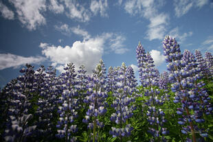 Landestypische Blumen 