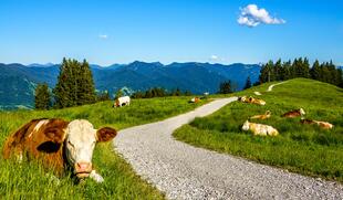 weidende Kühe auf der Alm