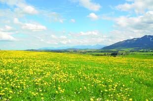 Allgaeu Loewenzahnwiese