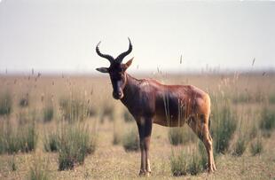 Bock im Simiengebirge Nationalpark