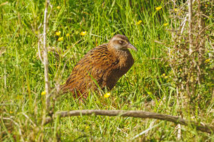 Ein Weka im Paparoa Nationalpark 