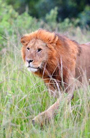 Löwe im Masai Mara Nationalpark