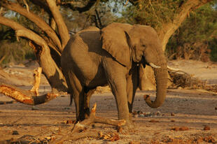 Ein Foto von einem Elefant während einer Rundreise durch Namibia und Botswana