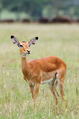 Impala im Serengeti Nationalpark