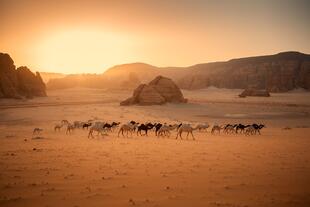Kamele inmitten der al-’Ulā Wüste