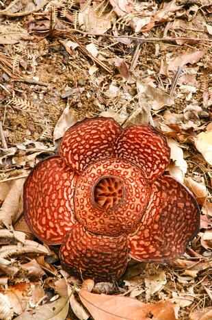 Rafflesia 