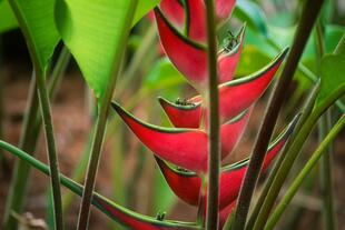 Allerton Botanical Gardens