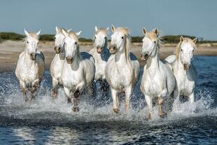 Camargue-Pferde