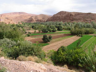 Landwirtschaft im Dades Tal 