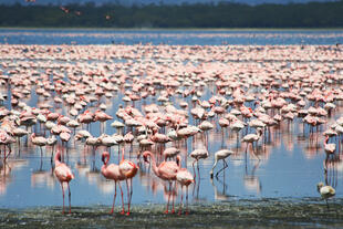 Flamingos am Nakuru-See