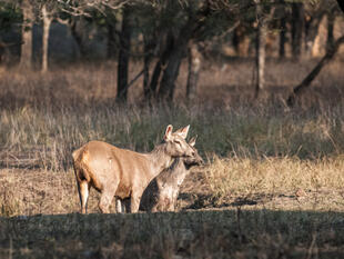 Ranthambore Nationalpark